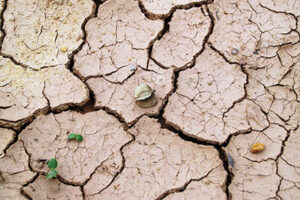 Día mundial contra la desertificación y la sequía 2020