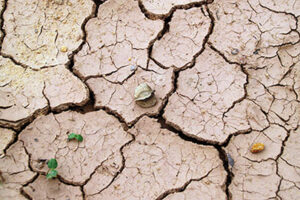 Día mundial contra la desertificación y la sequía 2020